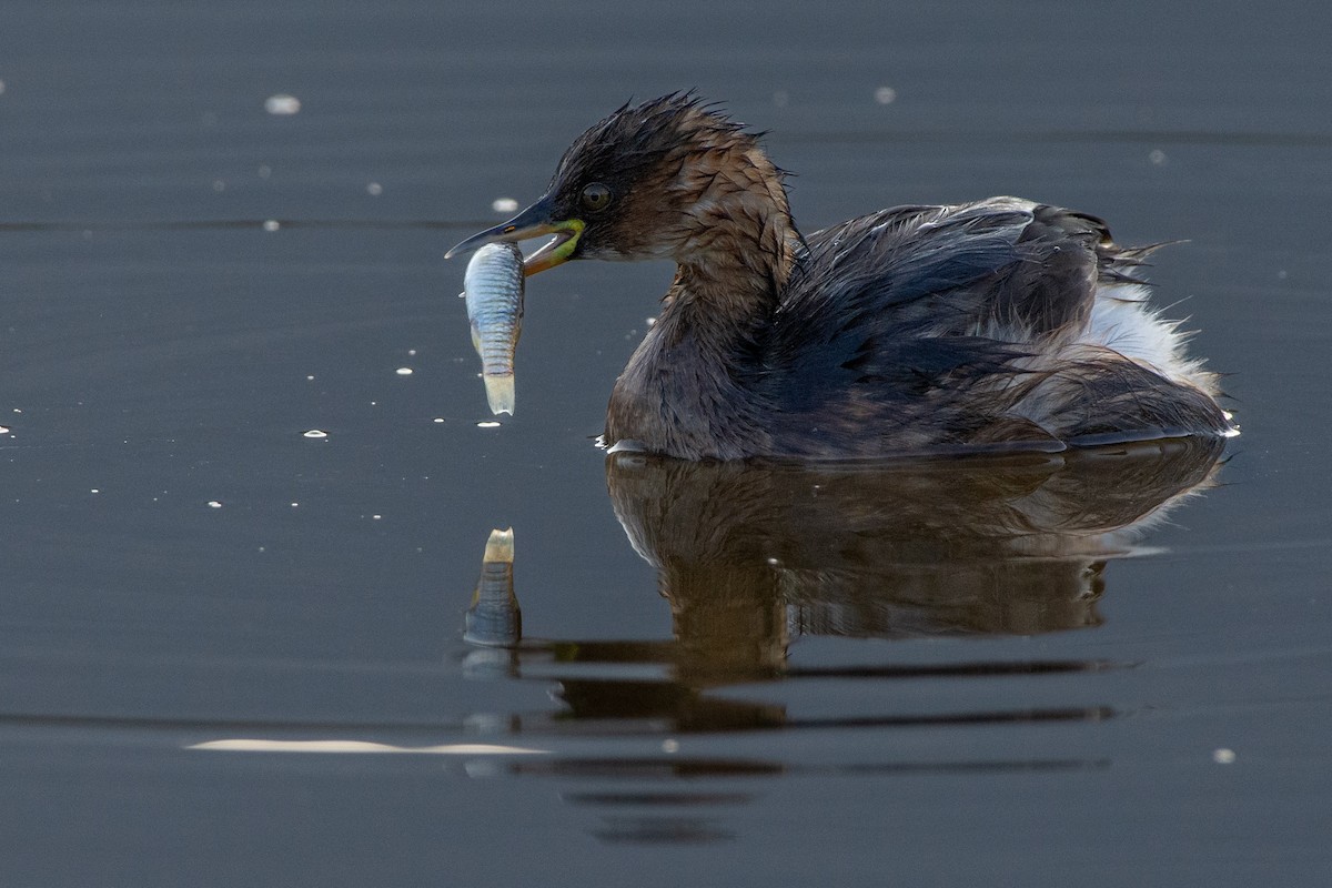 Little Grebe - ML646525984