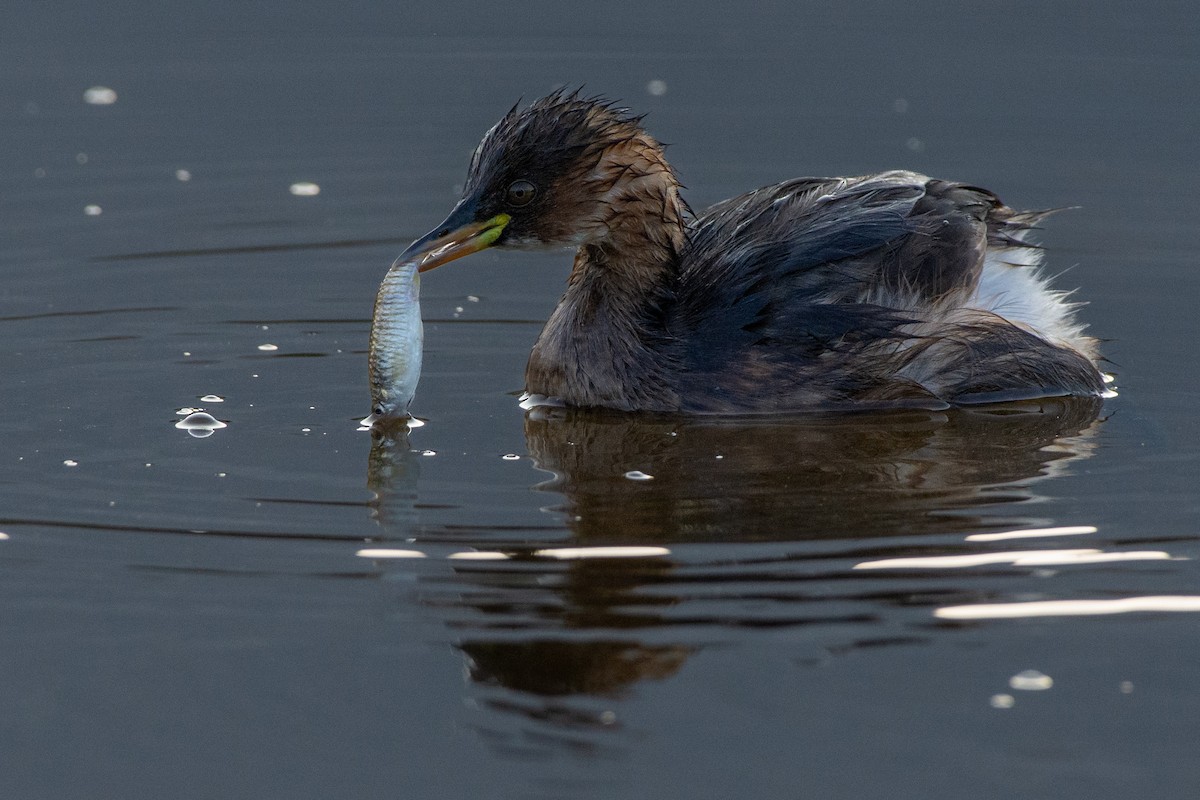 Little Grebe - ML646525985