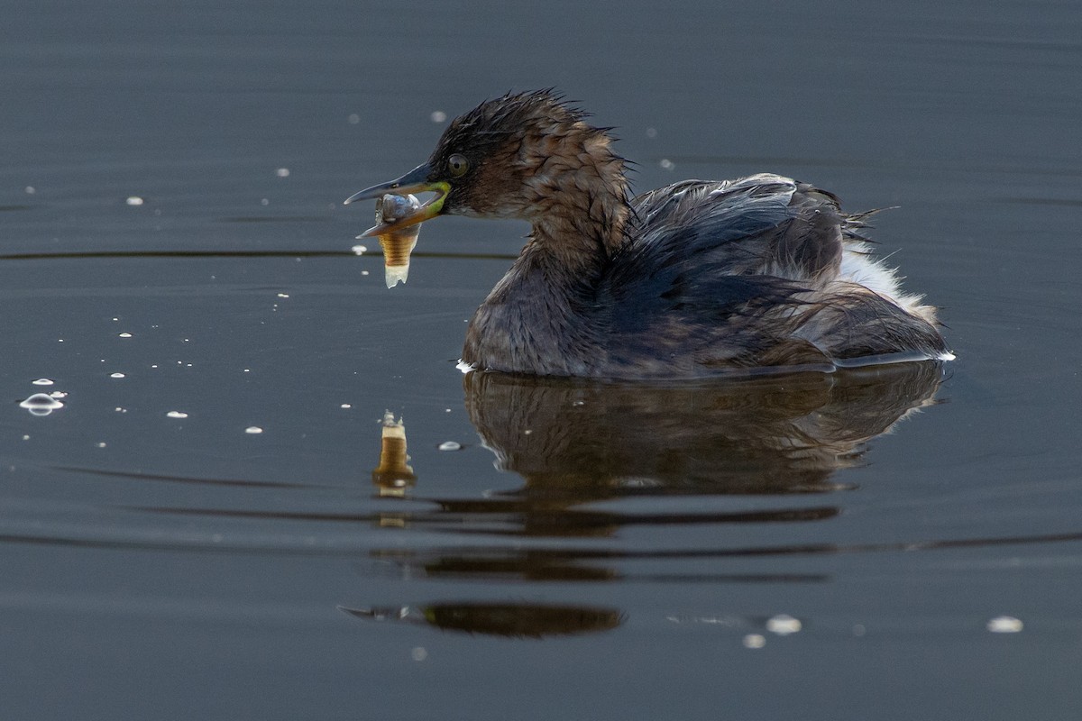 Little Grebe - ML646525986