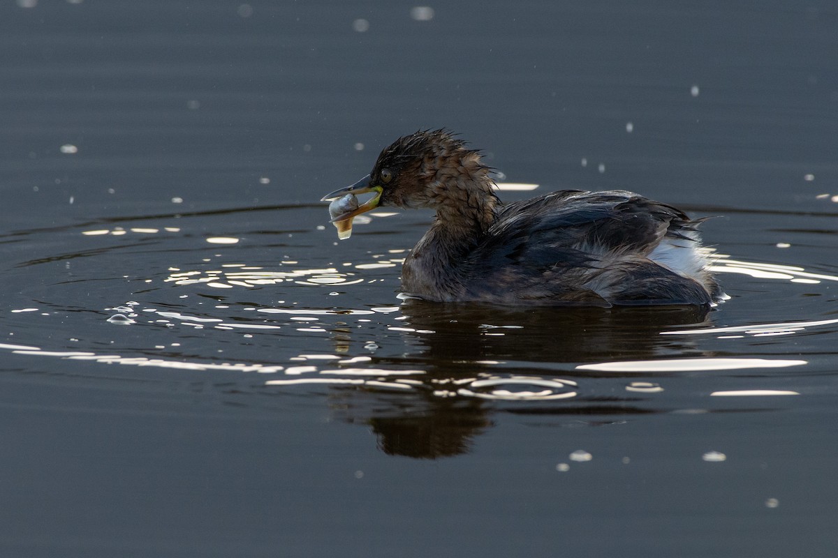Little Grebe - ML646525987