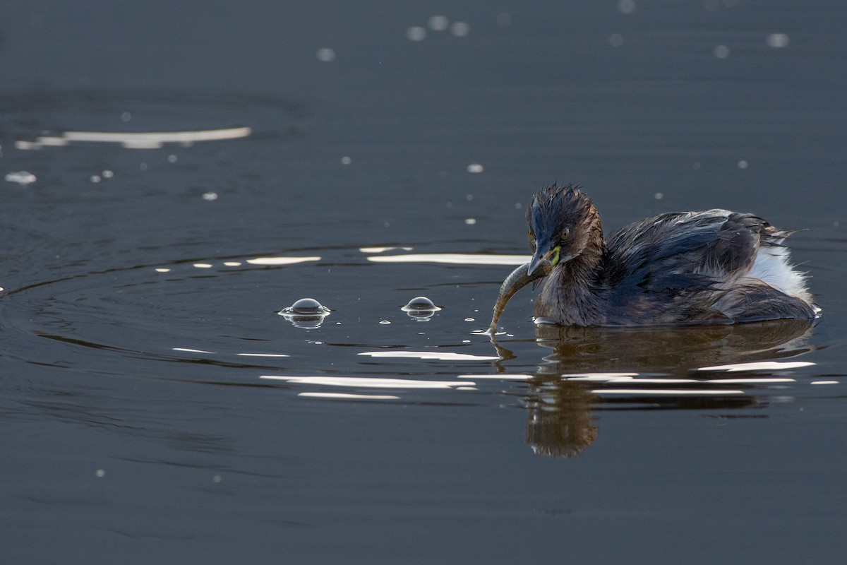 Little Grebe - ML646525988