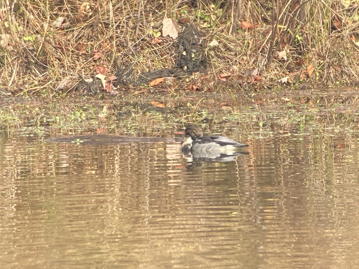 Tarakdiş - ML646525989