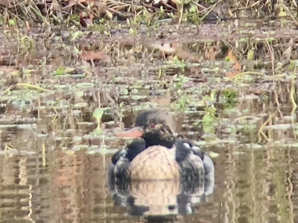 Tarakdiş - ML646525990