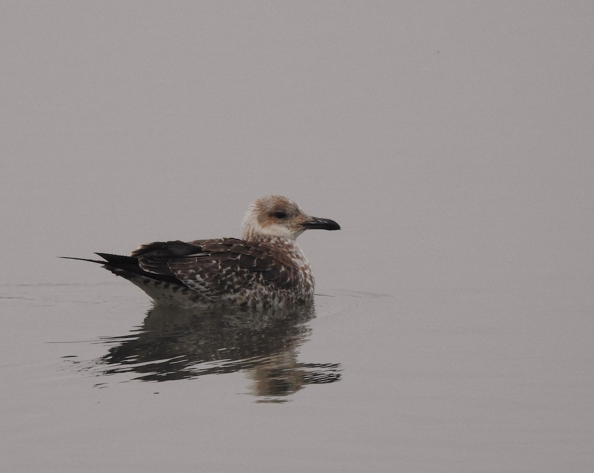 Kara Sırtlı Martı - ML646525992