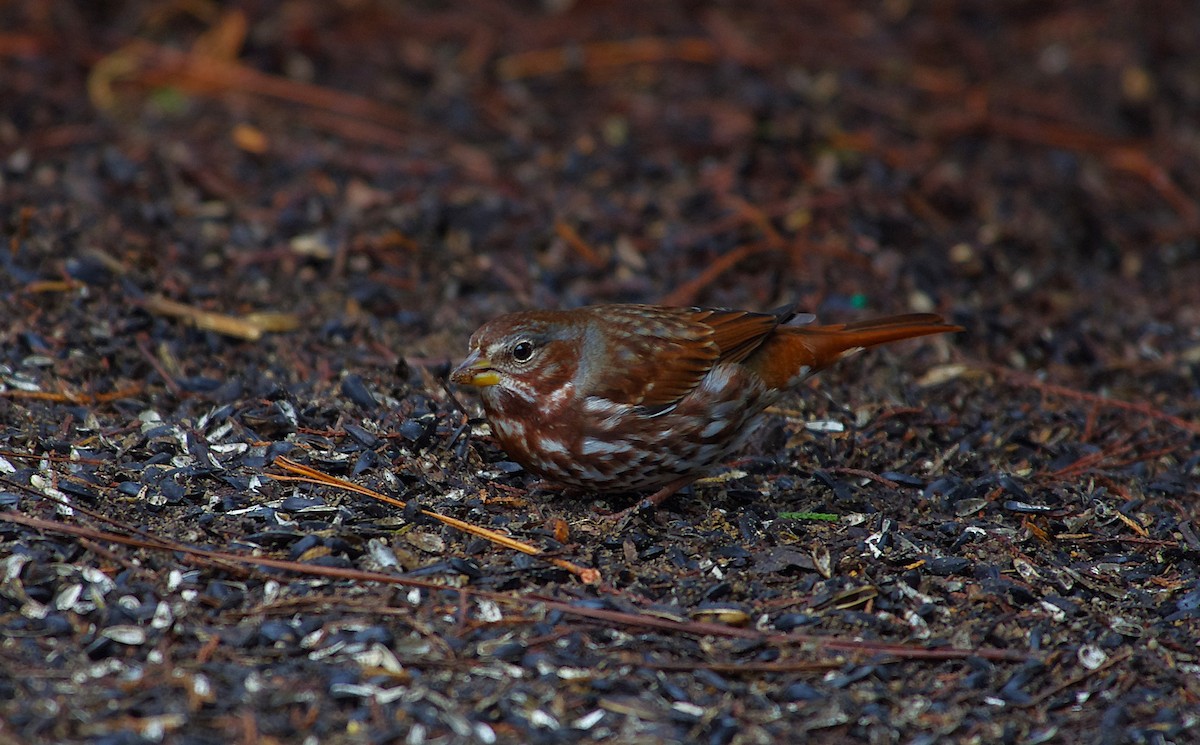 Fox Sparrow - ML646525994
