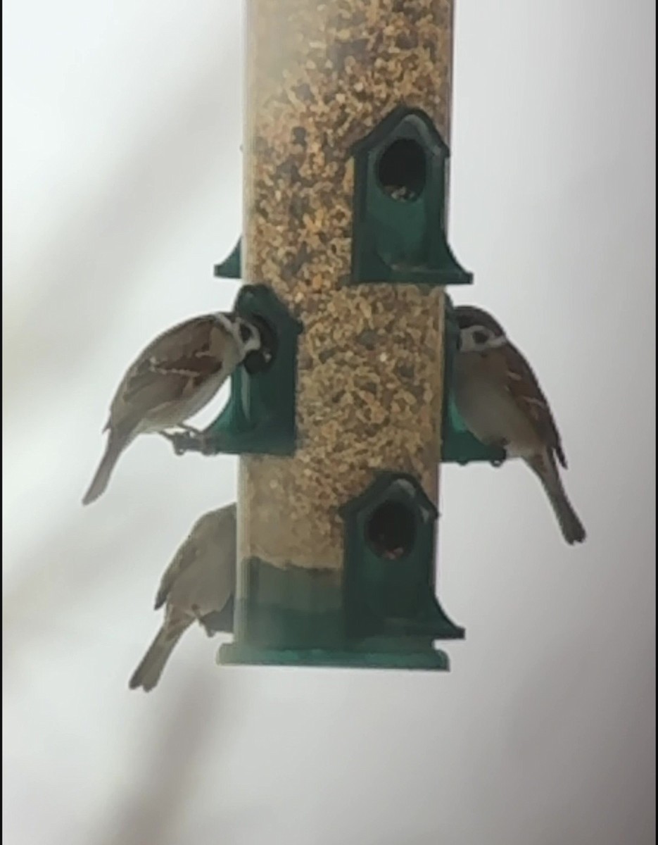 Eurasian Tree Sparrow - ML646525998