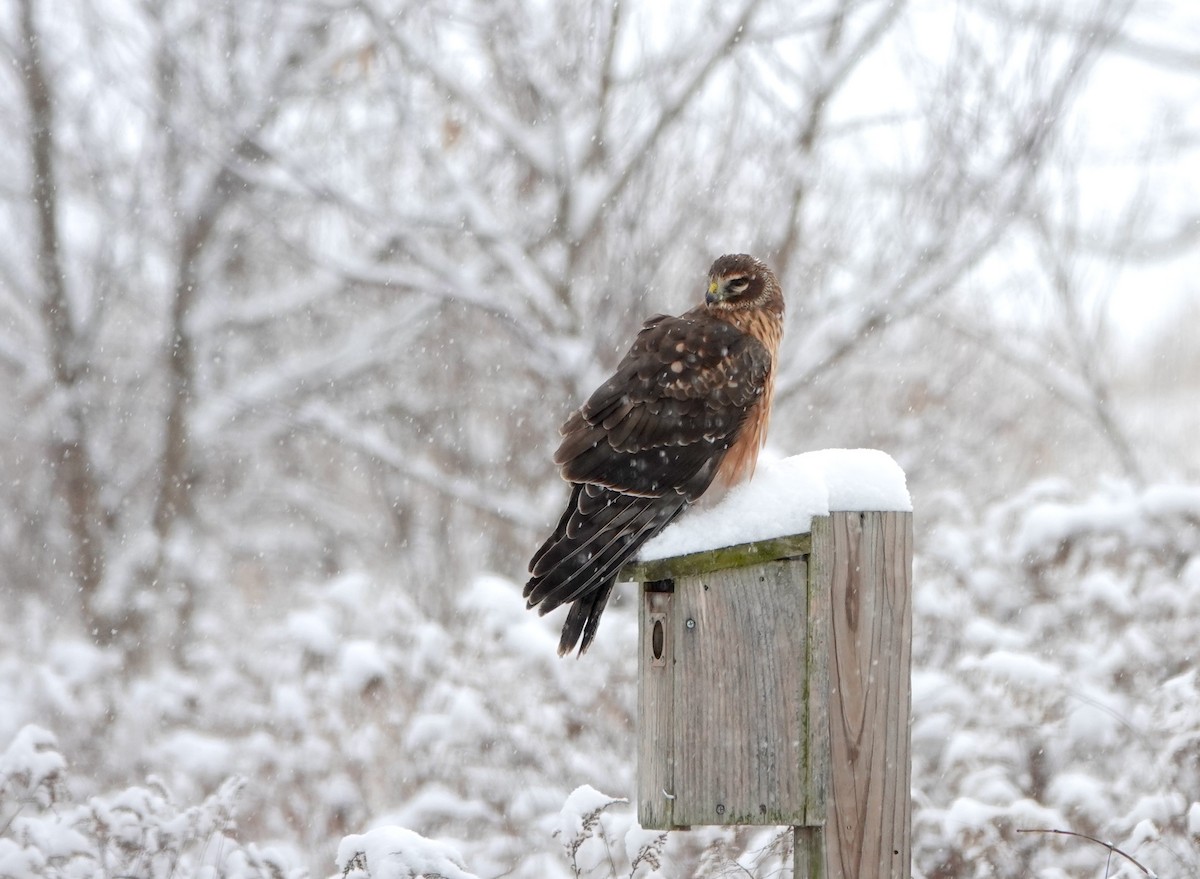 Northern Harrier - ML646526000
