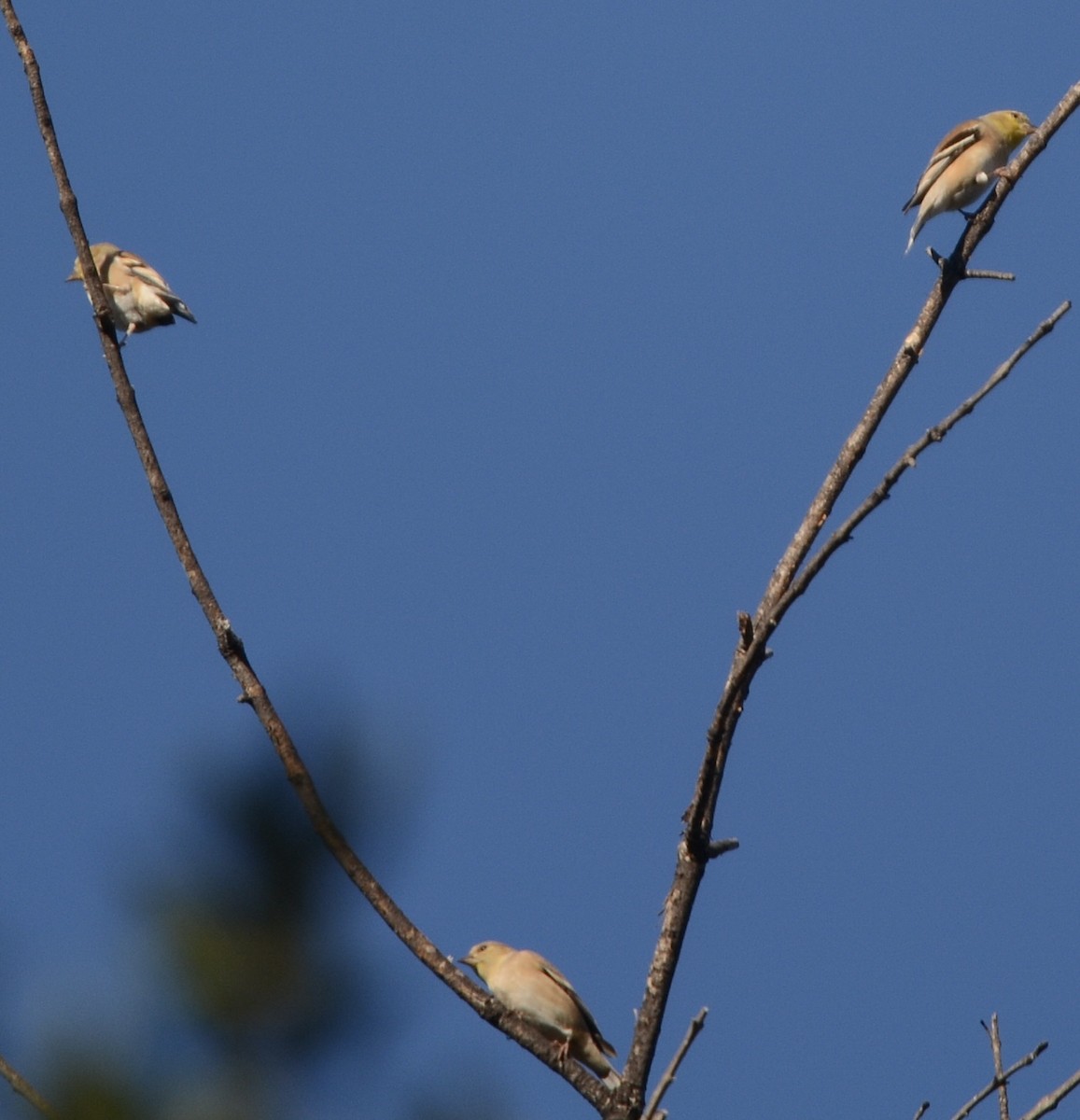 American Goldfinch - ML646526002