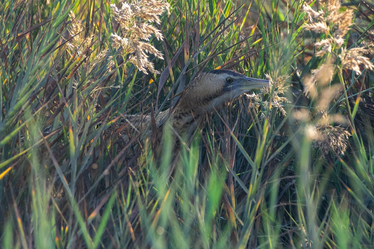 Eurasian Bittern - ML646526003