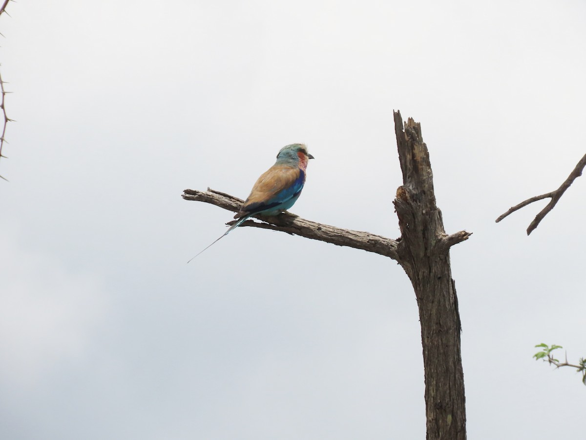 Rollier à longs brins - ML646526004