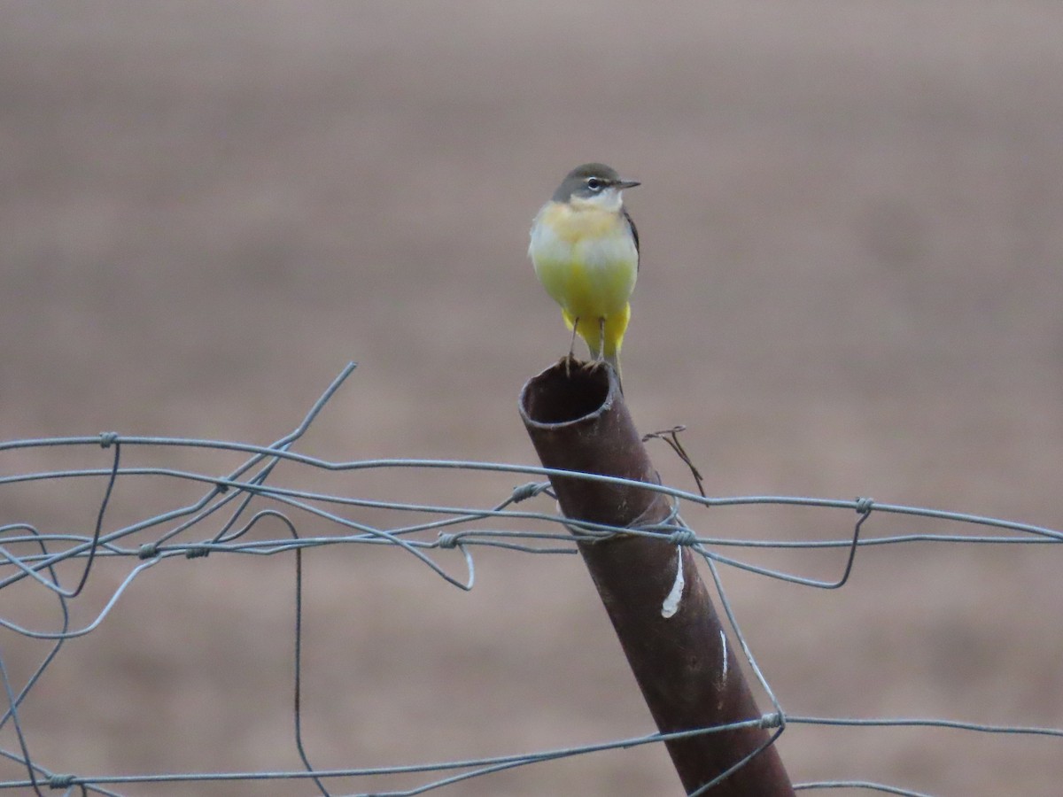 Gray Wagtail - ML646526005