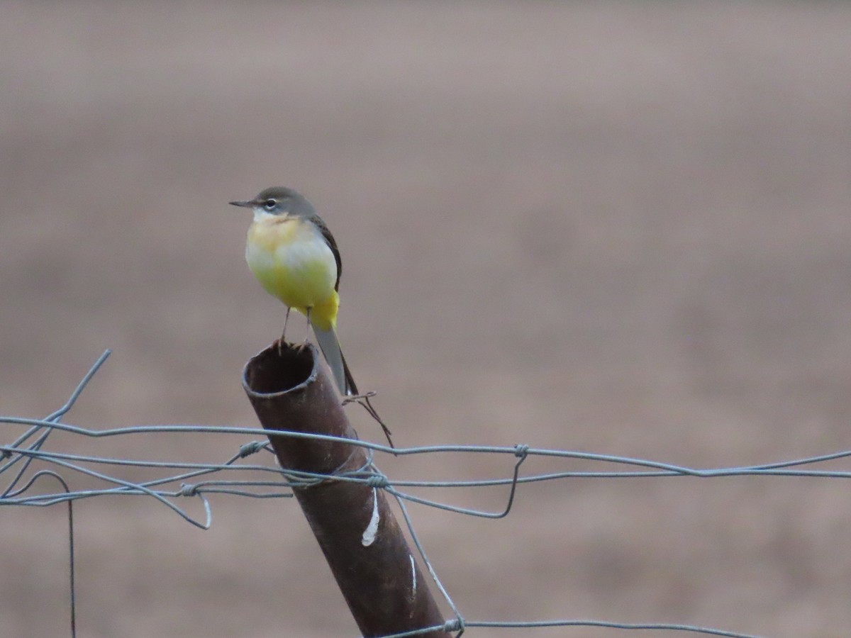 Gray Wagtail - ML646526006
