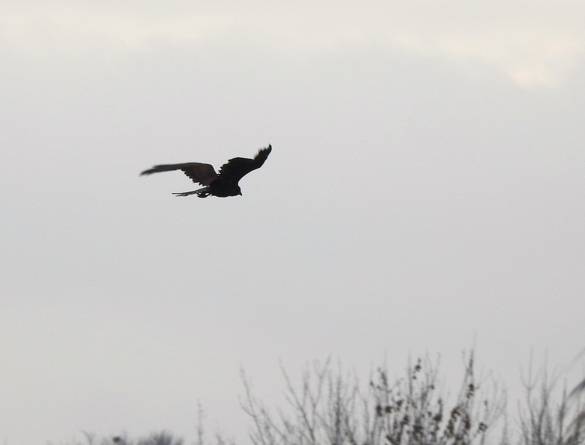 Saz Delicesi - ML646526007