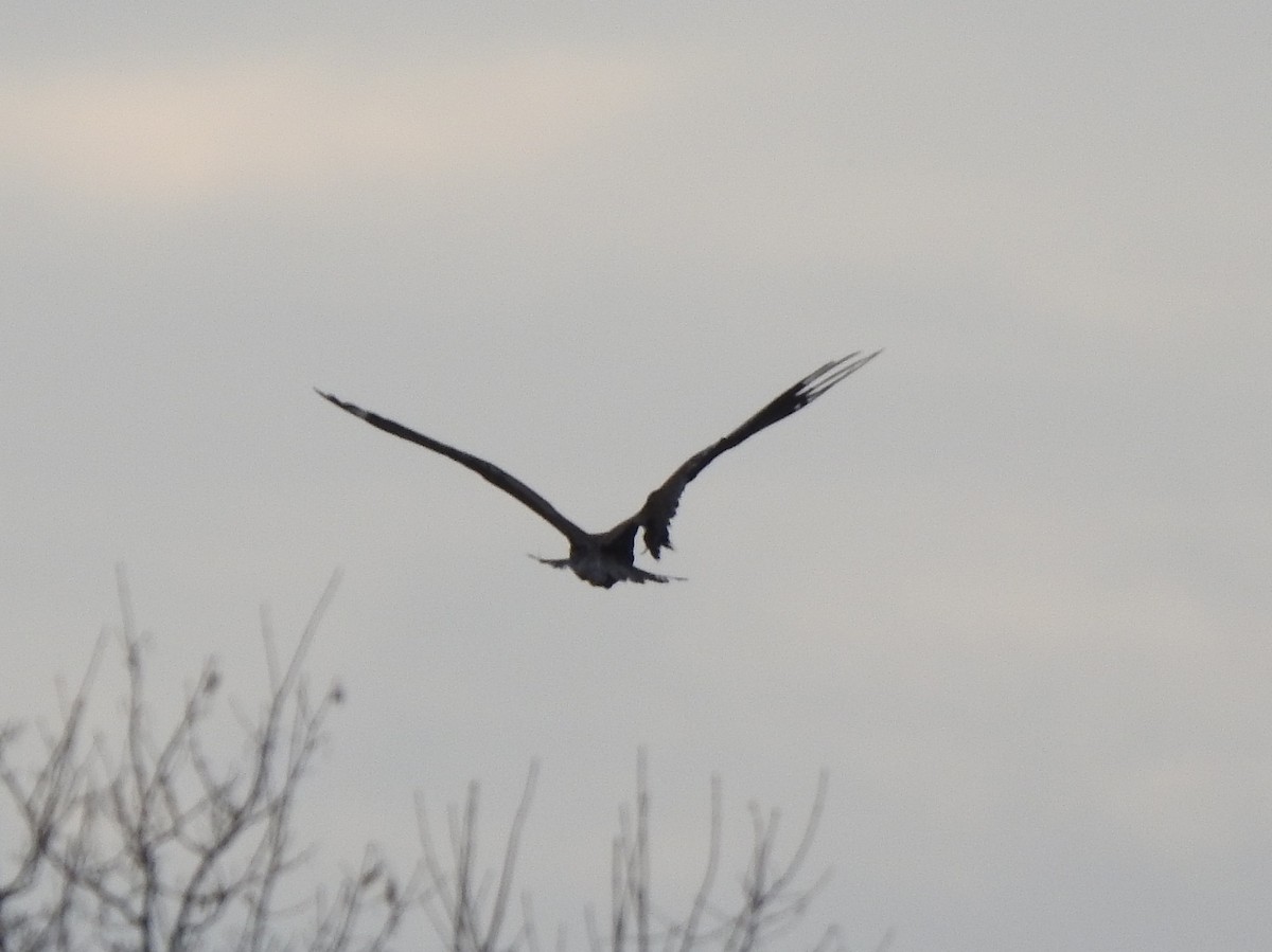 Saz Delicesi - ML646526008