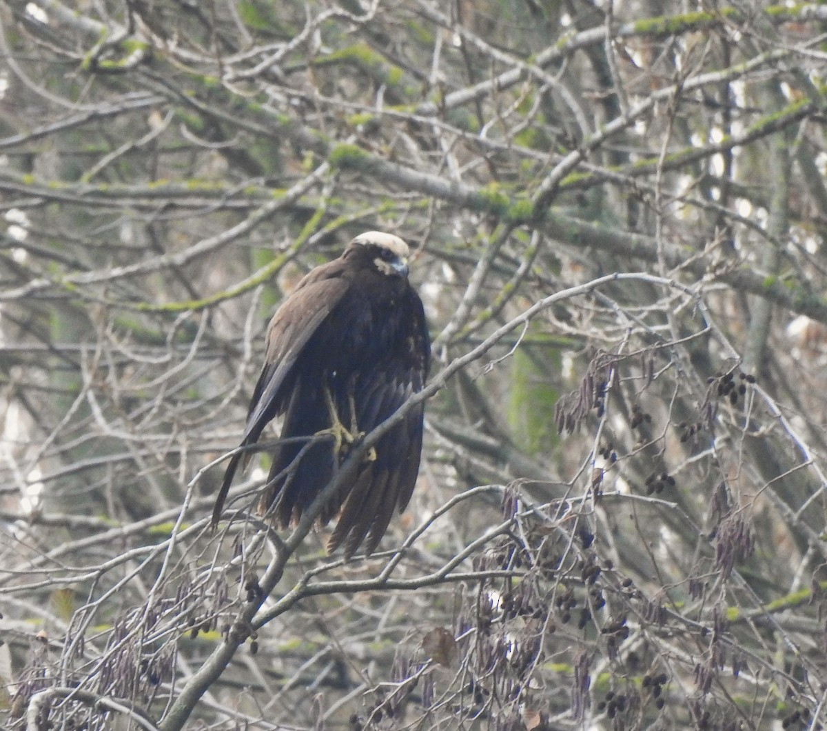 Saz Delicesi - ML646526009