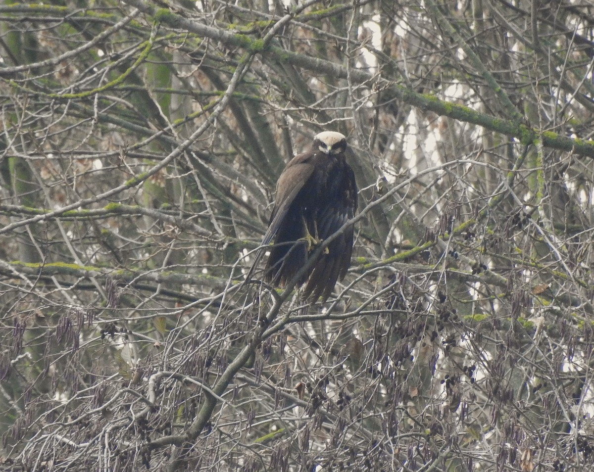 Saz Delicesi - ML646526010