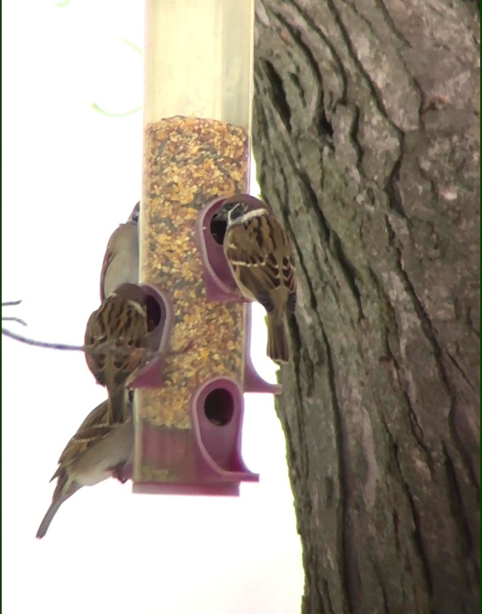 Eurasian Tree Sparrow - ML646526011