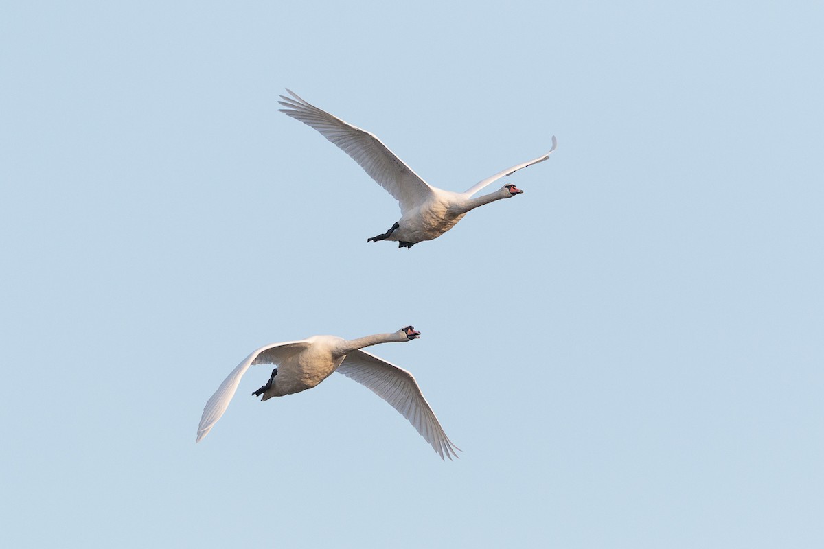 Хуруут хун - ML646526014