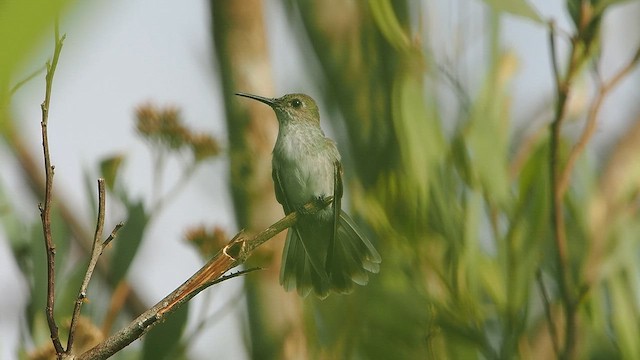 kolibřík olivový - ML646526015