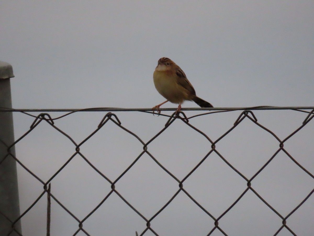 Zitting Cisticola - ML646526021
