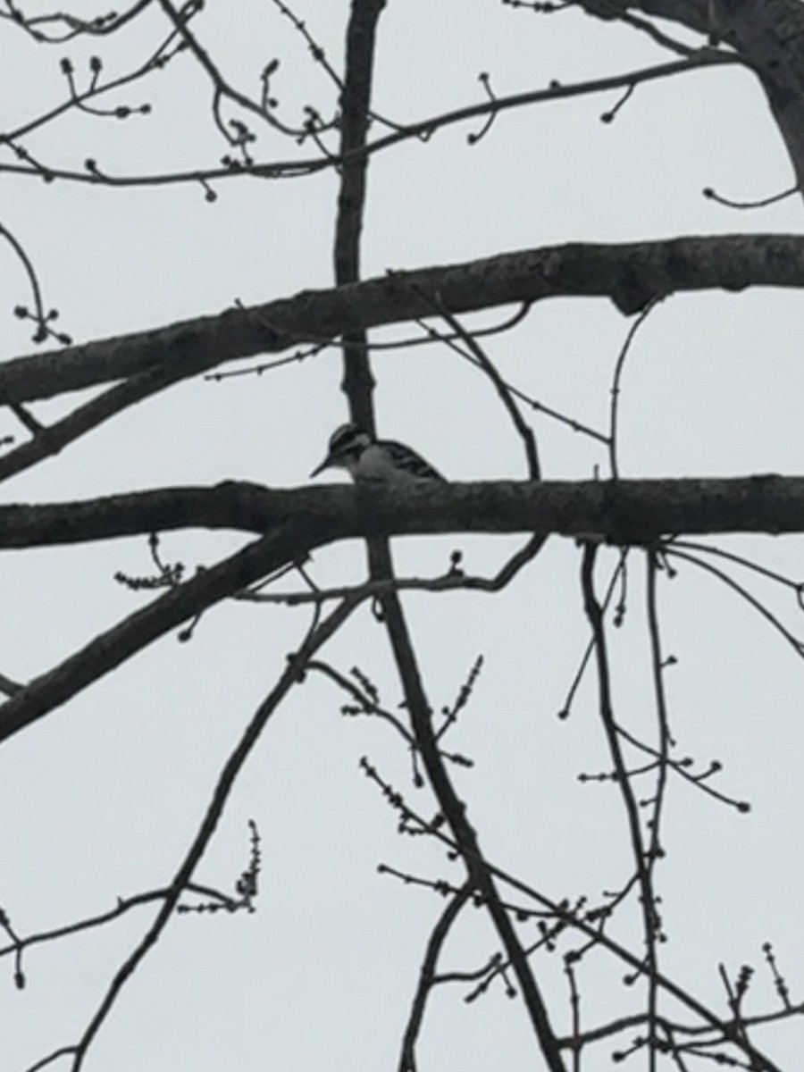 Hairy Woodpecker - ML646526023