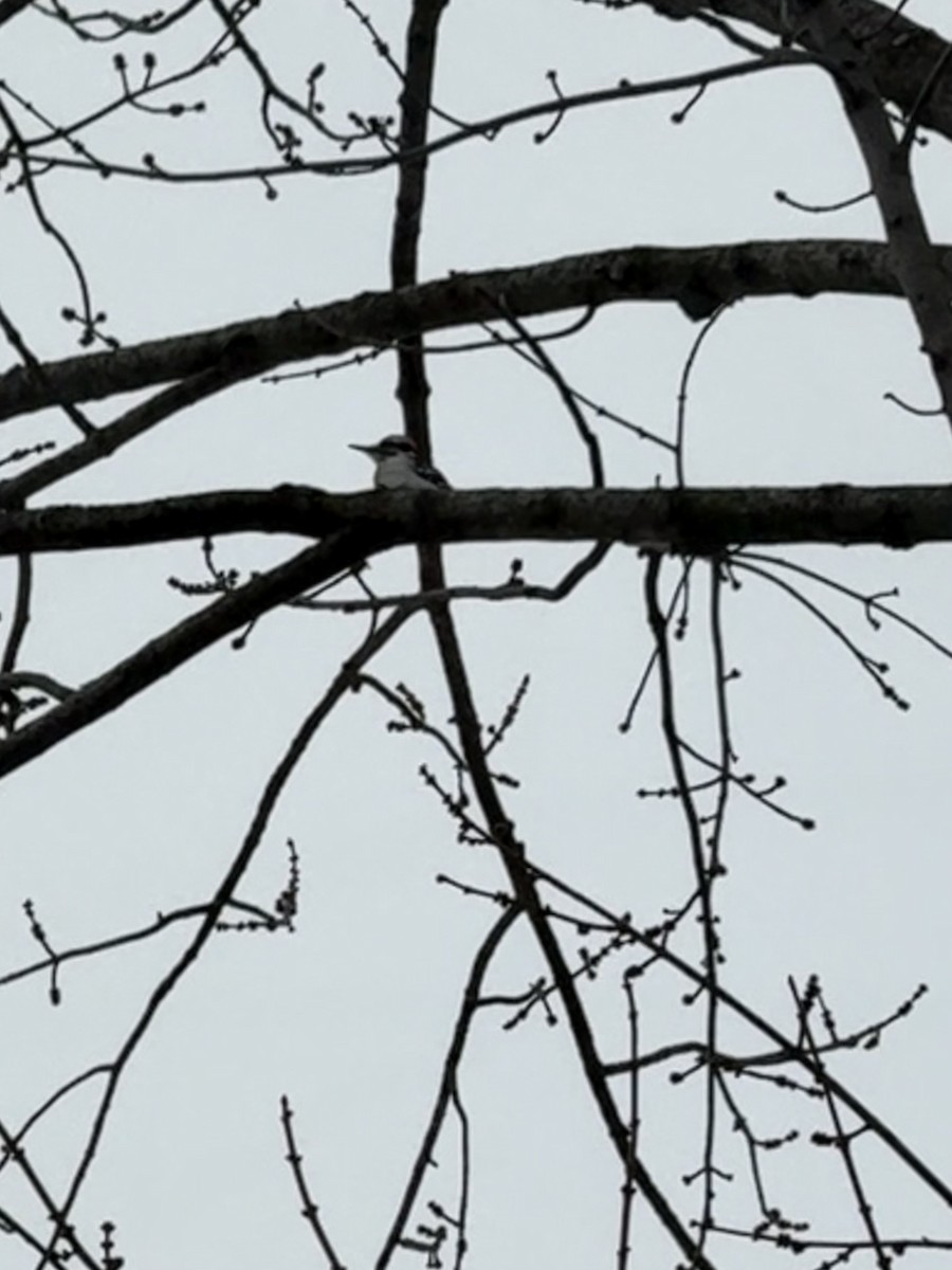 Hairy Woodpecker - ML646526024