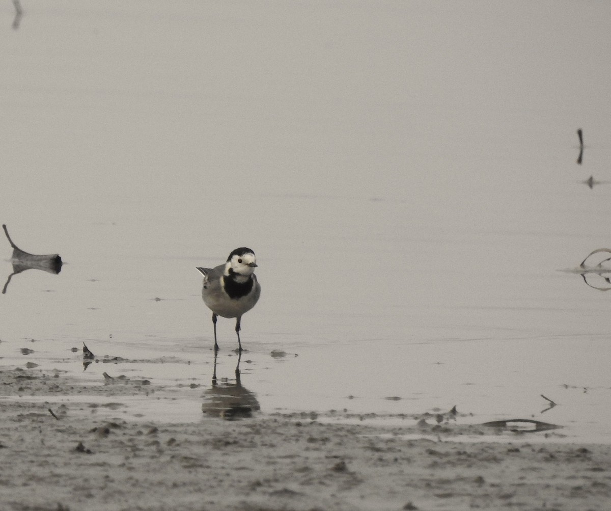 白鶺鴒 - ML646526027