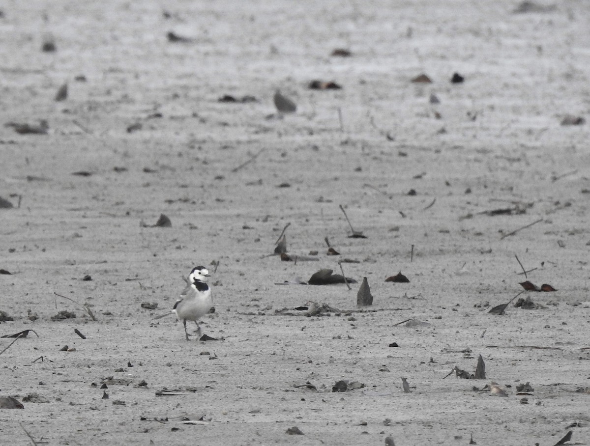 白鶺鴒 - ML646526028