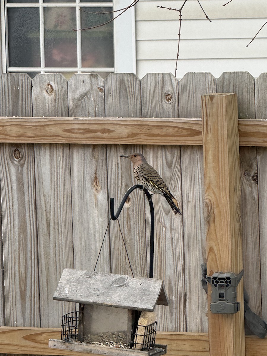 Northern Flicker - ML646526030