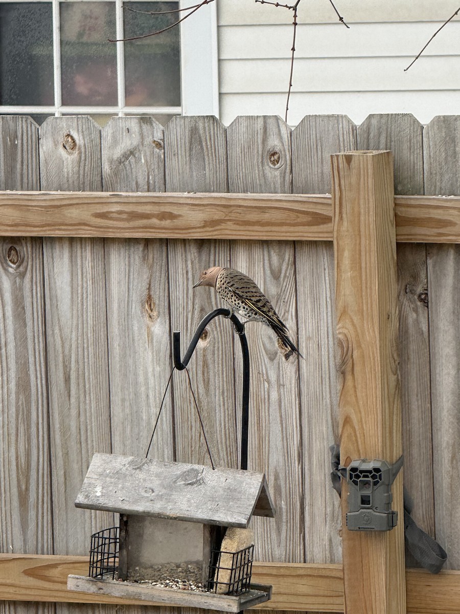 Northern Flicker - ML646526031