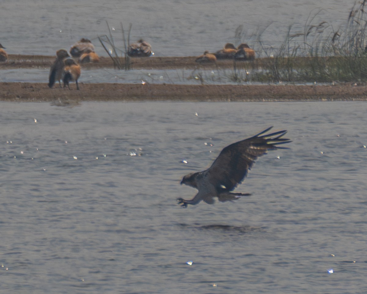 Скопа західна - ML646526032