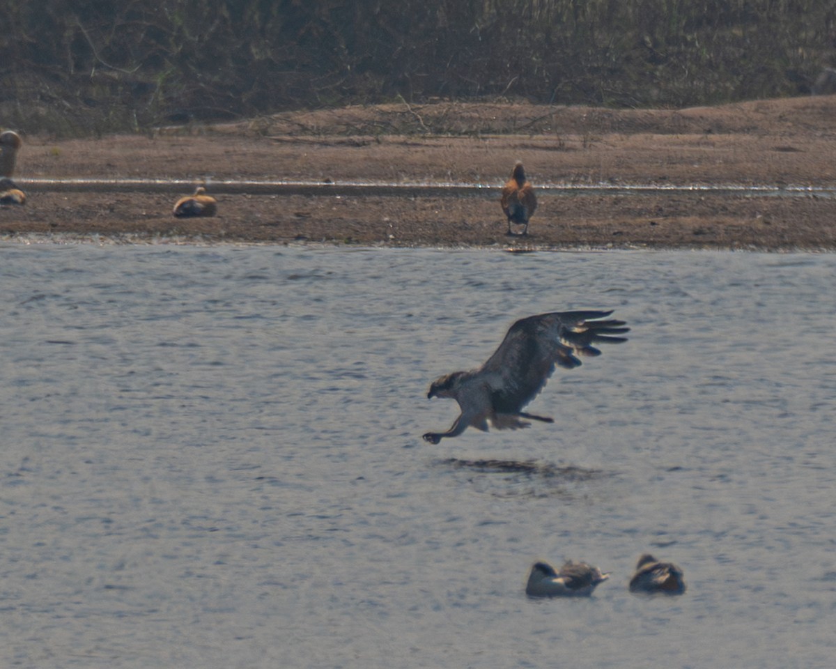 Скопа західна - ML646526033
