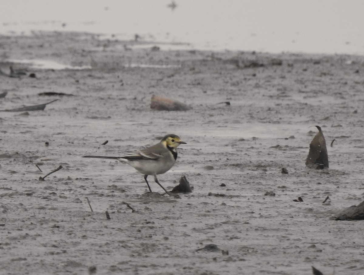 白鶺鴒 - ML646526036