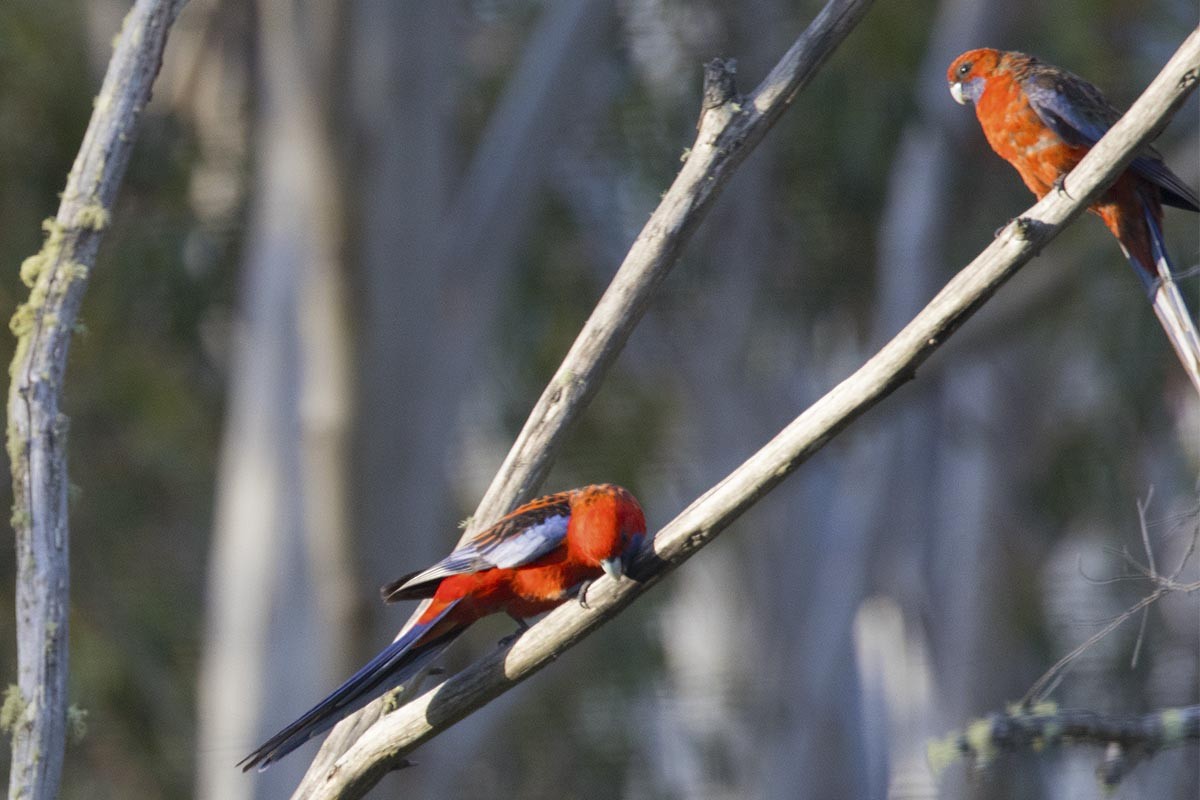 Crimson Rosella - ML646526037