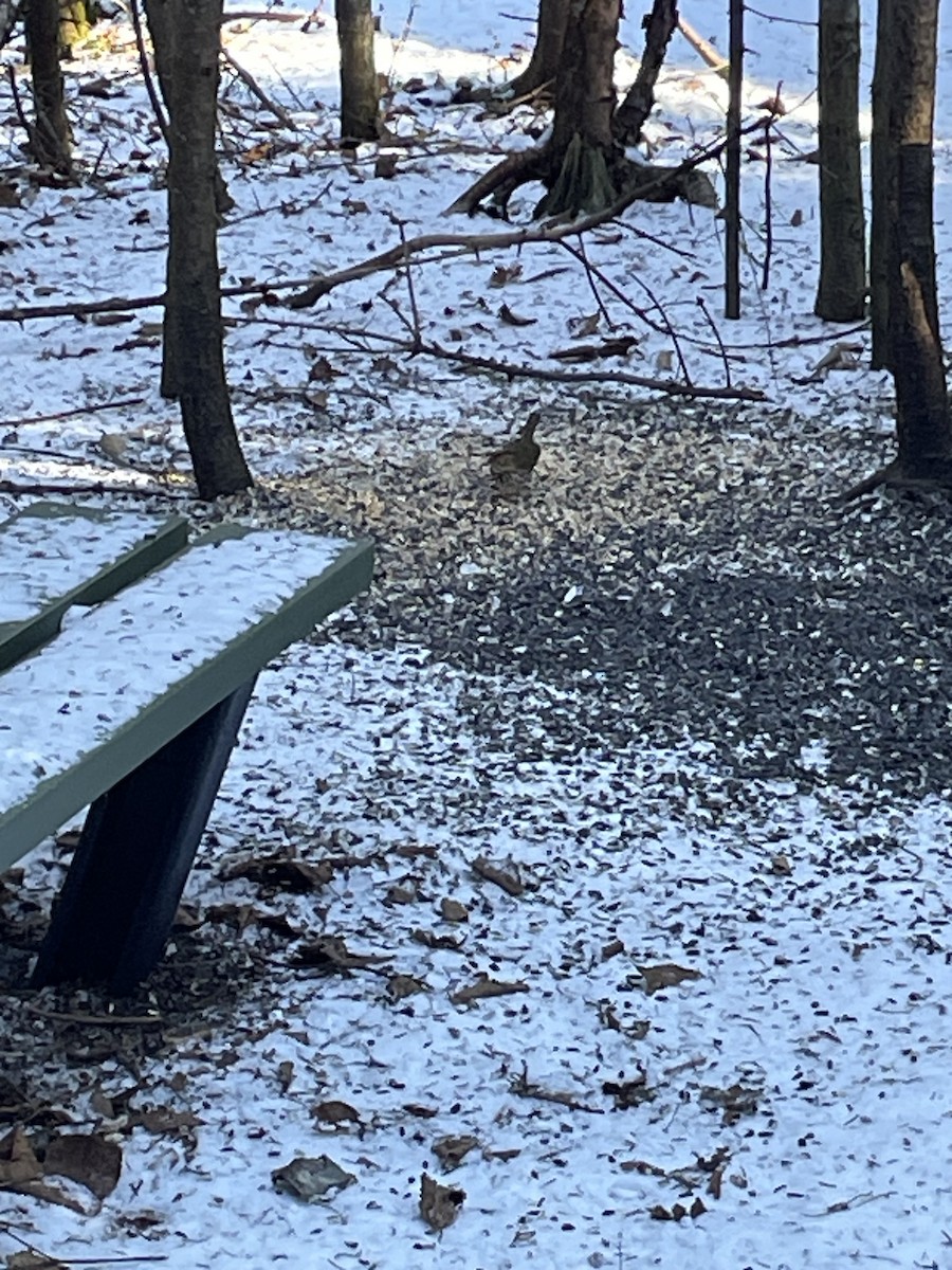 נחלית זהובת-כיפה - ML646526042