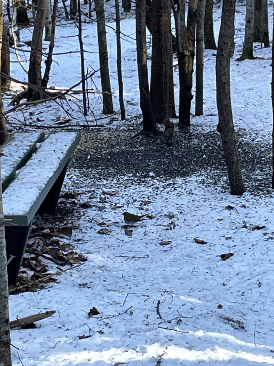 נחלית זהובת-כיפה - ML646526043