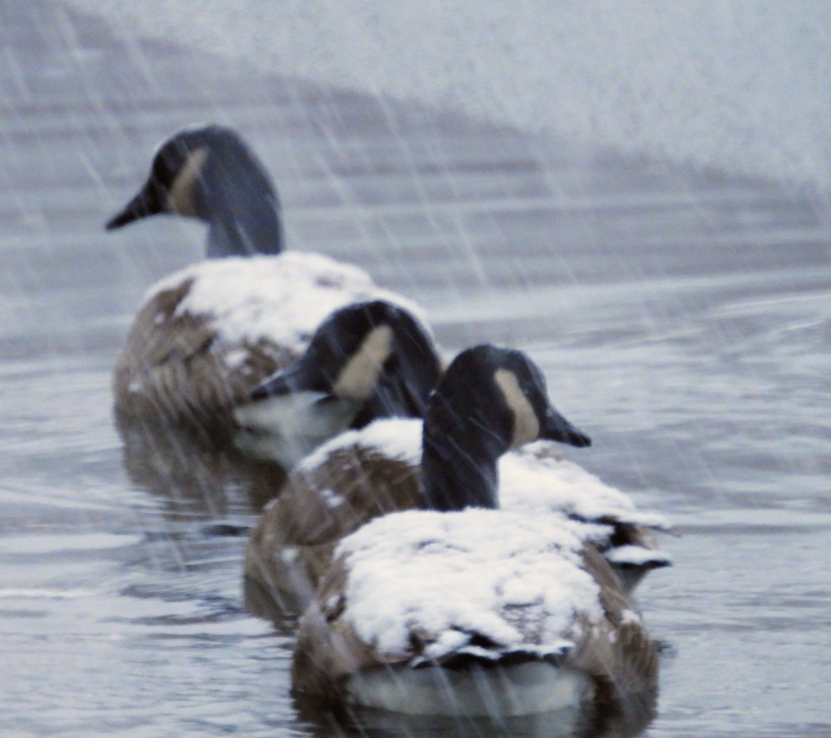 Canada Goose - ML646526048