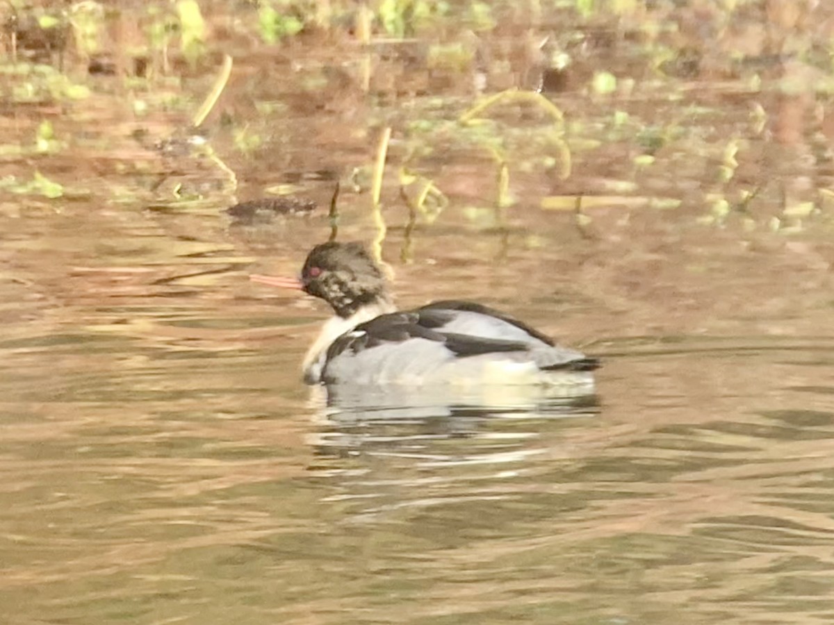 Tarakdiş - ML646526049