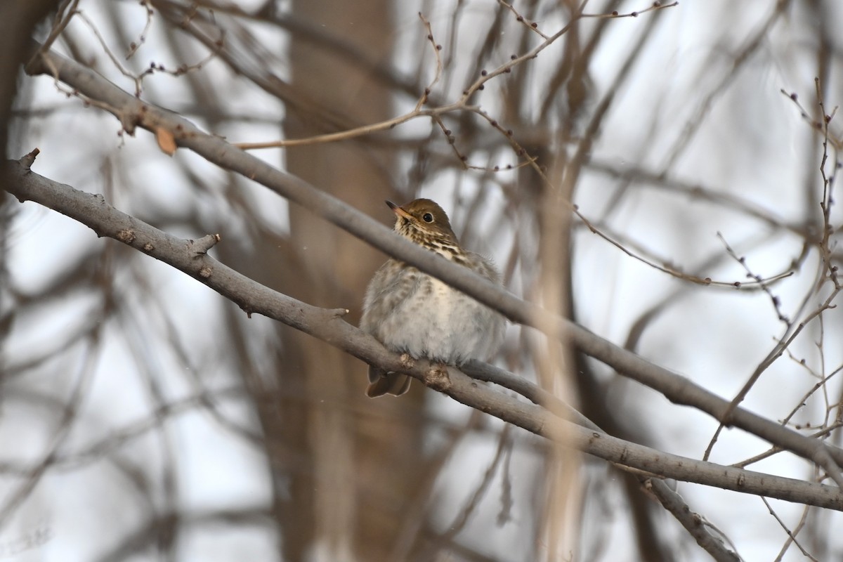 Einsiedler-Musendrossel - ML646526050