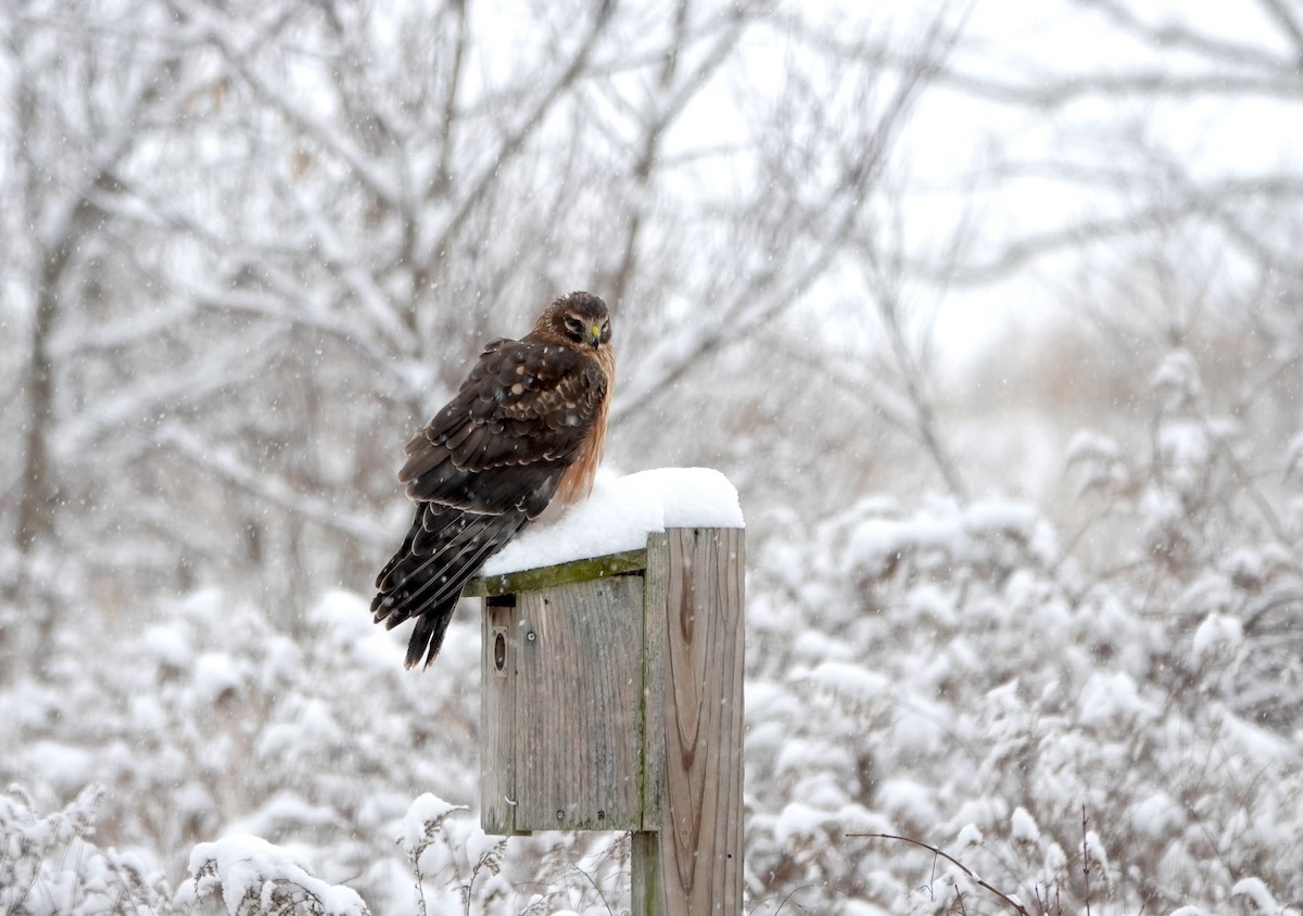 Northern Harrier - ML646526051