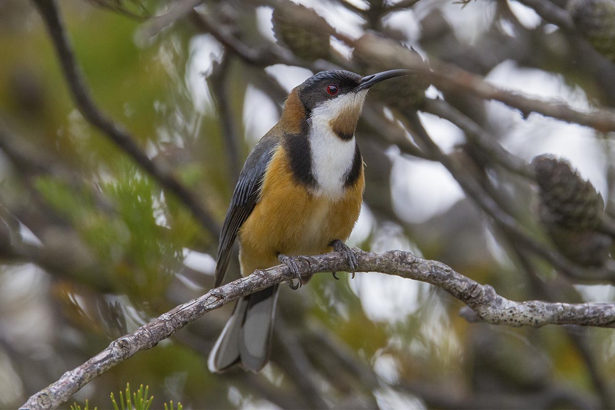 Eastern Spinebill - ML646526052