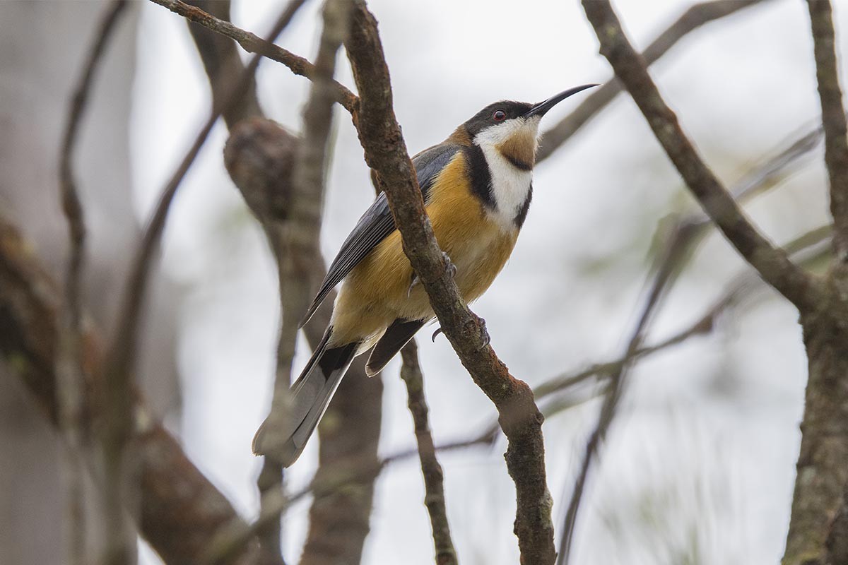 Eastern Spinebill - ML646526053