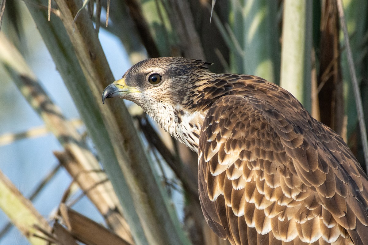Oriental Honey-buzzard - ML646526054