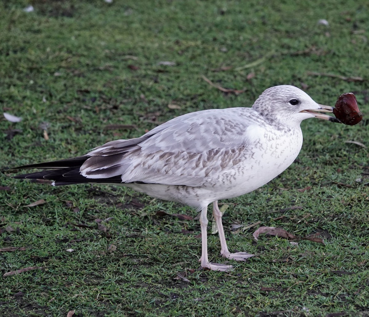 Ring-billed Gull - ML646526055