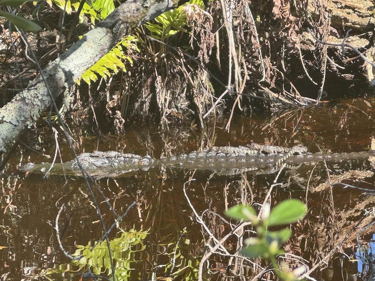 Animals - ML646526058