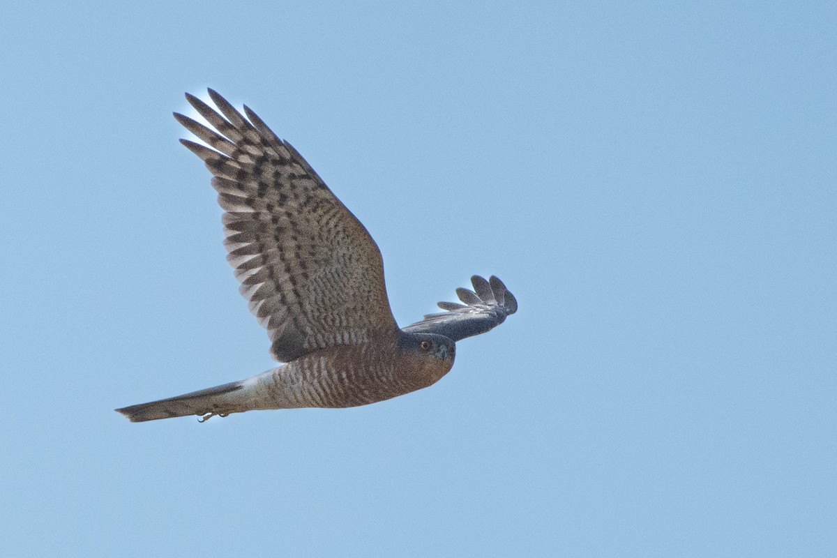 Eurasian Sparrowhawk - ML646526059