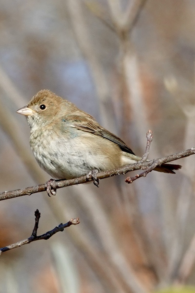 ルリノジコ - ML646526060