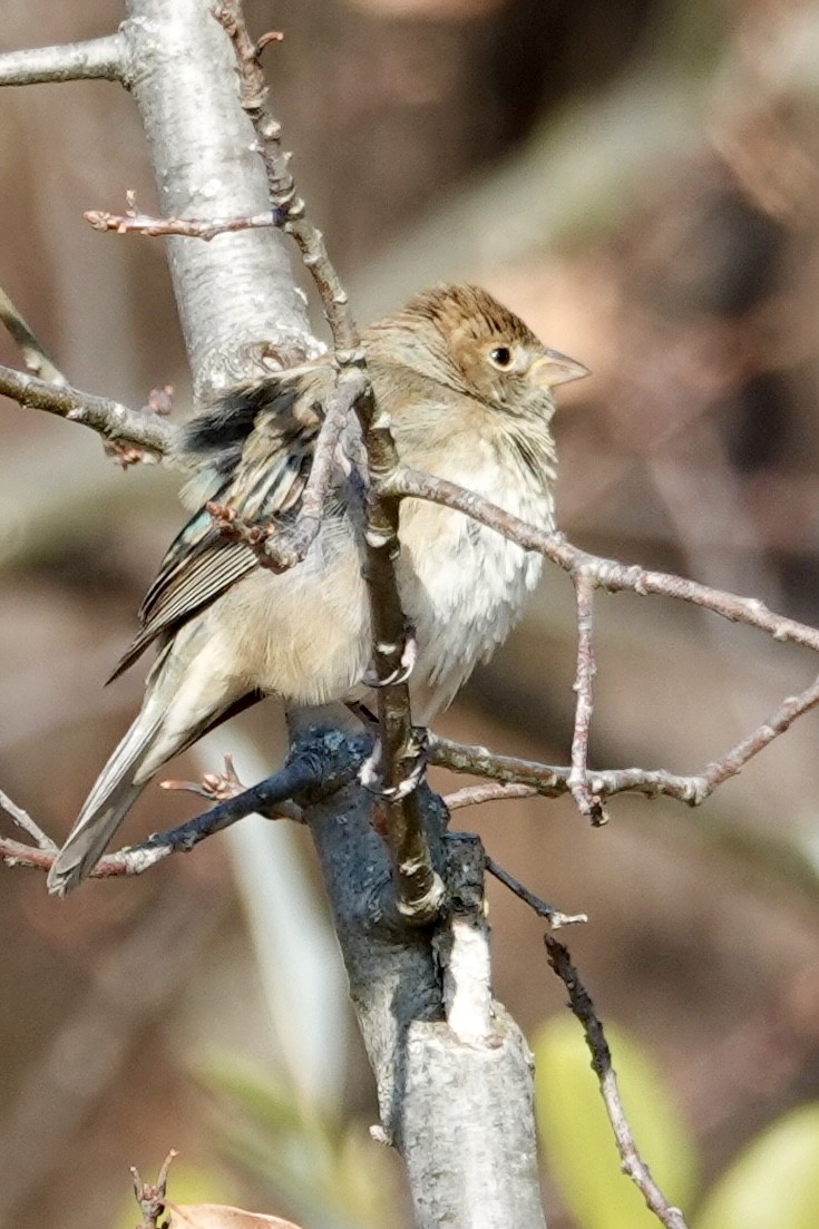 ルリノジコ - ML646526062