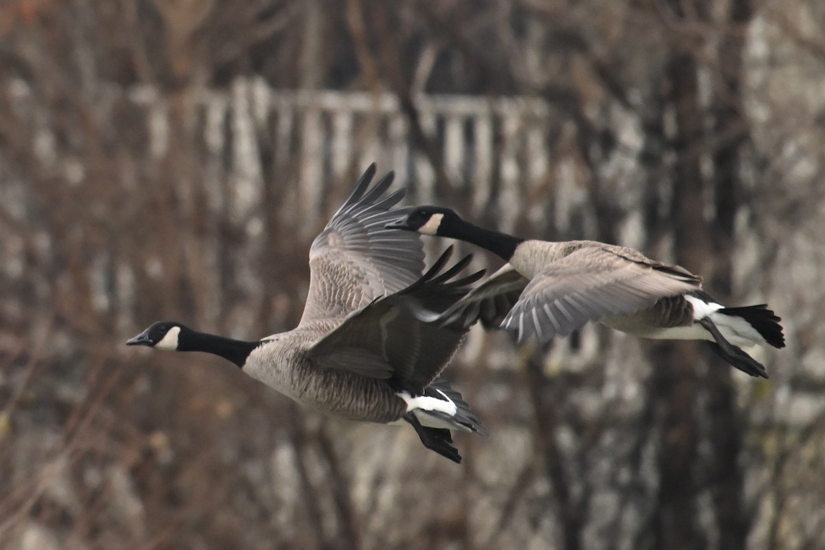 Canada Goose - ML646526063