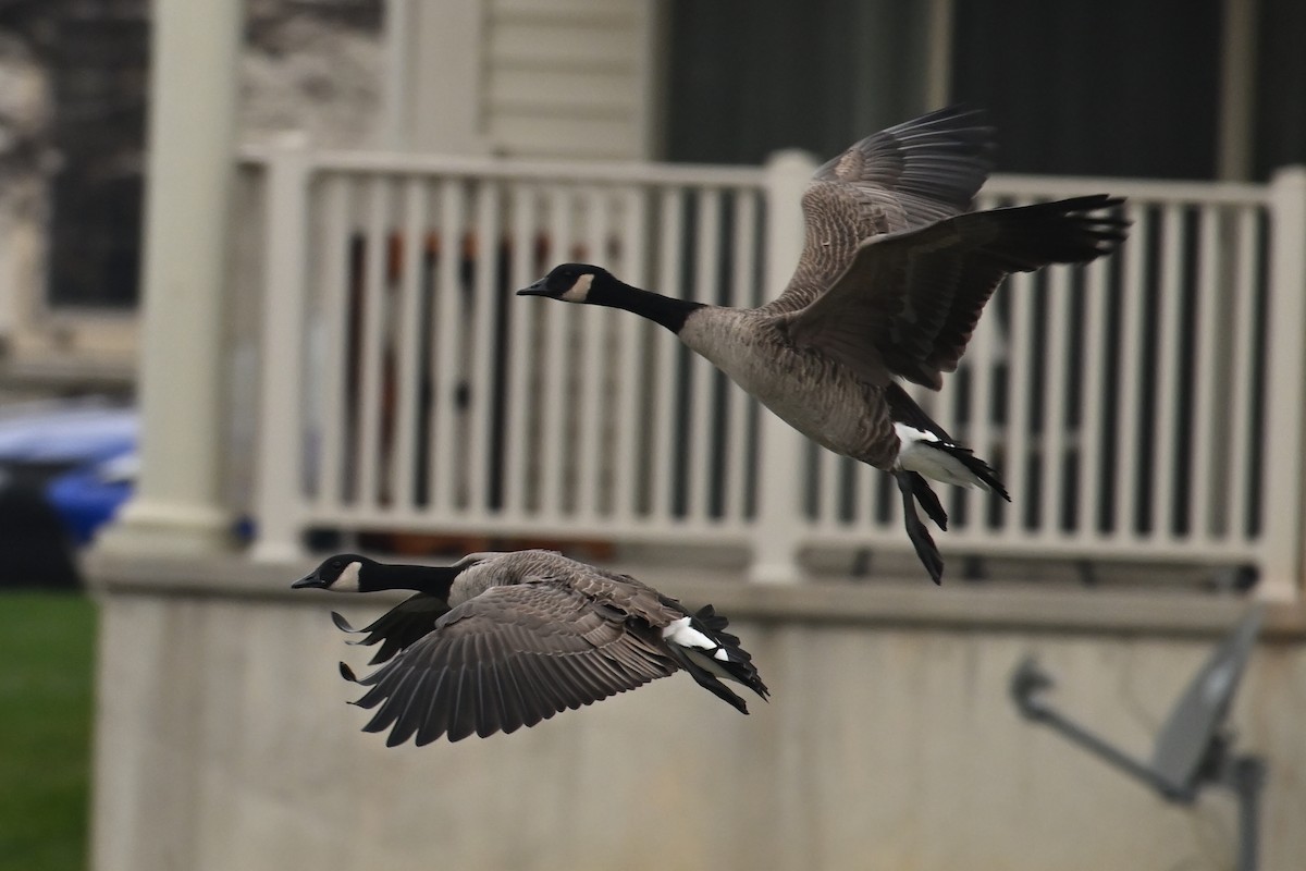 Canada Goose - ML646526064